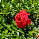 Marieta
