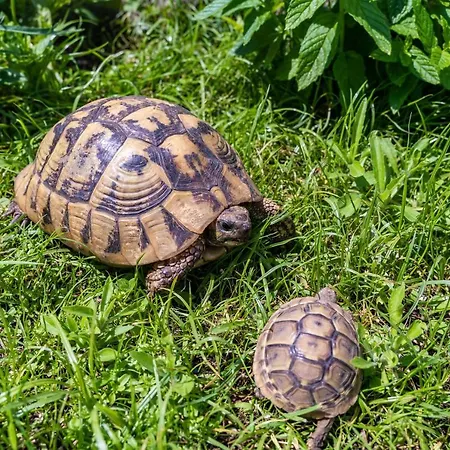 Marieta * 杜布罗夫尼克