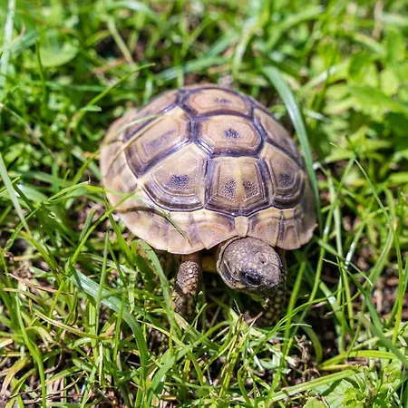 公寓 Marieta 杜布罗夫尼克